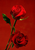Roses rouge passion pour l'amour &eacute;ternel